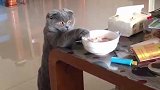 猫：哎呀，爪子太短了够不着，没发现我吧！