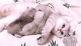 正在喂孩子的猫妈妈，两只爪爪还在温柔的拍拍