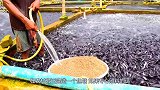 鱼塘出现“水怪”，村民好奇将塘水抽干，没想到成了全村首富