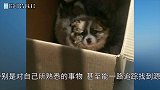 女孩抱回家两只流浪小奶狗，第二天狗妈堵家门口，这下尴尬了