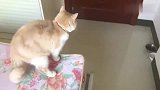 狸花猫：打架吗不要脸的那种