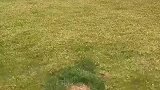 这草坪真大，修复替换一下吧