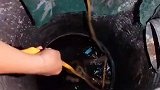 狗子运气也太差了，直接掉进水里了！