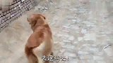 妈妈让金毛去抓鸡，听到妈妈说主人来了后，金毛扔下妈妈，赶紧跑