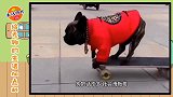 搞笑视频：狗狠话不多，社会我狗哥，这狗比人都会玩了