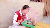 短剧：刺猬2：燕子和伙伴们给刺猬洗澡喂吃的，小刺猬好乖好听话