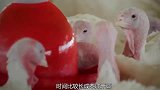火鸡在美国是一道美食，为啥在中国却被嫌弃呢