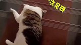 猫咪下楼梯第一次见