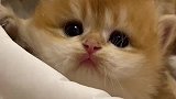 这个小猫咪眼睛好委屈