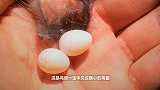 天上掉下两个袖珍蛋，鸟叔捡来将它抚养长大，却惨遭鸟儿嫌弃！