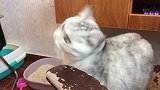 一只安静的猫咪和一只贪玩的猫咪在一起会发生哪些有趣的事情？
