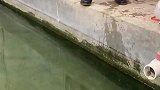 小锦鲤放生名场面，鱼都被黏住了，没想到放进水池一秒就活！