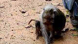 一个小猴子失败了，这件事对于它 来说有点难度