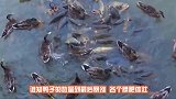 美国为了消灭鲤鱼，往河里撒这种鱼，一条鱼就能镇一条河