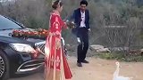 大鹅拦婚车，霸气新娘神操作