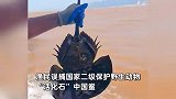 浙江温州渔民误捕“中国鲎”，竟是海洋“活化石”，放生画面曝光