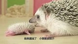 主人想给刺猬洗澡，发现无从下手，只好拿来牙刷