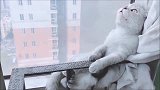 每天在阳台思考喵生的小猫,仰望天空的动作是认真的吗