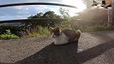 景区里一只流浪猫，每天在路上卖萌吸引游客，太有心机了