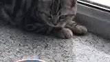 猫当着我的面吃猫粮，你不觉得欺猫太甚了么！