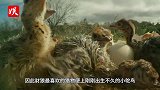 豺狼偷猎小鸵鸟，鸵鸟爸爸看准机会，一脚把豺狼肋骨踢断了几根！
