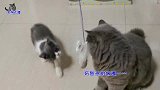 主人逗几只猫咪玩老鼠，小喵妹竟然追晕了，狼狈的样子逗笑主人