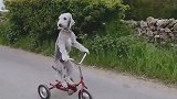 萌宠汪星人：宝宝可是一只见过世面的狗狗，骑车没什么大不了的