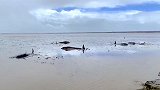 浙江台州：3头死亡！12头鲸鱼搁浅海滩，救援人员合力抬上岸