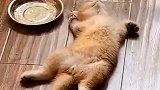 这小猫睡觉也太可爱了吧，好想亲一口！