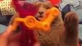 猫：不给你玩了，欺骗我感情！