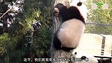 熊猫妈妈教小熊猫爬树，结果爬上去下不来了，镜头拍下全过程