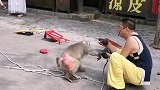 猴子反败为胜。
