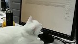 猫：别烦我，我在忙着写代码呢！