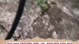 大雨过后，奄奄一息的流浪猫被小哥发现