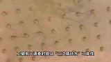女子住酒店发现用过的安全套，喷头上还有未清理的头发，多方回应