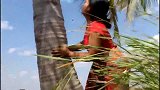 为了喝到甜美的椰汁，高大的椰子树岂能难倒村姑？