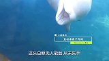 白鲸吓人从不失手，没想到败在熊孩子一个动作下！镜头拍下全过程