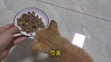 第一次给小猫咪自制猫饭 它爱不爱吃？