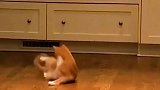 猫咪：铲屎的别打扰我，没看我正在练功嘛！