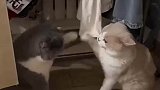 两只胖猫咪打架，完美诠释点到为止