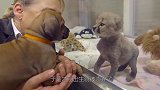 小猎豹发育不完全被遗弃，狗狗一直陪伴它，长大后成狗狗最硬后台