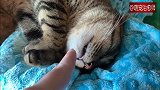 主人想摸摸睡着的猫咪，却吓了它一跳，不过它没生气，脾气真好！