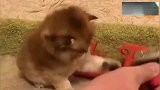 有什么比一只小奶猫更萌的，如果有那就是萌一堆！