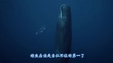 潜水员偶遇巨型座头鲸，大胆将手放在它嘴上，忽然察觉有些不对劲