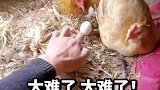 想在母鸡面前拿鸡蛋，太难了