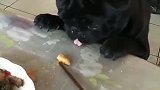 狗子：腿到用时，才知道短呀！