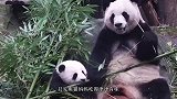 熊猫妈妈吃竹子太认真，忽然想起自己儿子不见了，这举动太搞笑