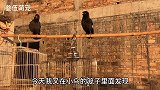 两只八哥养了三年，下蛋以为要繁殖，结果让我白欢喜一场