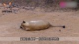 雄狮第一次见到狮宝宝，雄狮：你就是我的宝宝太可爱了