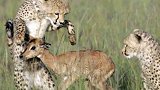 猎豹爸爸带小猎豹捕猎羚羊，反被弄伤腹部，让人无法解释！